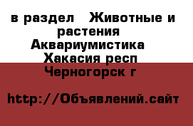  в раздел : Животные и растения » Аквариумистика . Хакасия респ.,Черногорск г.
